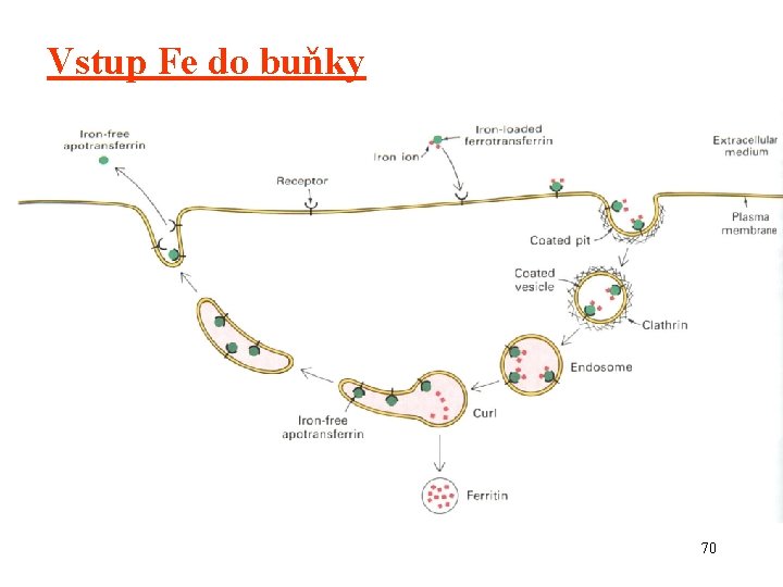 Vstup Fe do buňky 70 