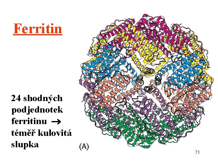 Ferritin 24 shodných podjednotek ferritinu téměř kulovitá slupka 73 