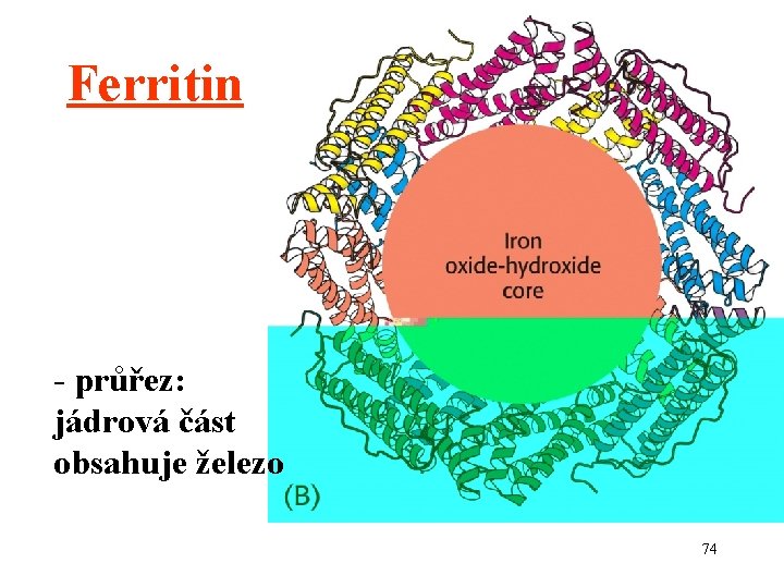 Ferritin - průřez: jádrová část obsahuje železo 74 
