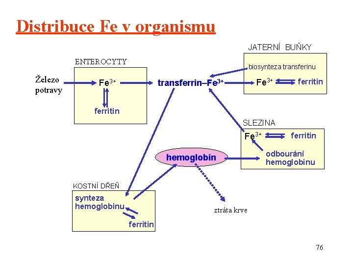 Distribuce Fe v organismu JATERNÍ BUŇKY ENTEROCYTY Železo potravy biosynteza transferinu Fe 3+ transferrin–Fe