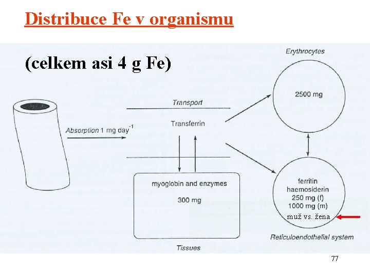 Distribuce Fe v organismu (celkem asi 4 g Fe) muž vs. žena 77 