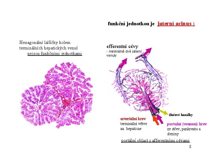 funkční jednotkou je jaterní acinus : Hexagonální lalůčky kolem terminálních hepatických venul nejsou funkčními