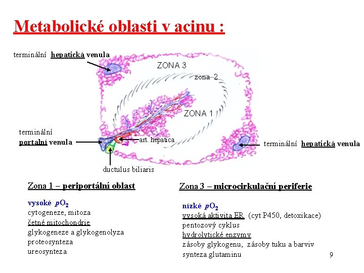 Metabolické oblasti v acinu : terminální hepatická venula ZONA 3 zona 2 ZONA 1