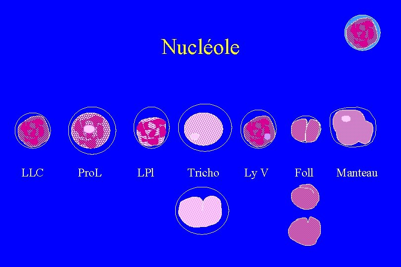 Nucléole LLC Pro. L LPl Tricho Ly V Foll Manteau 