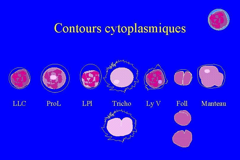 Contours cytoplasmiques LLC Pro. L LPl Tricho Ly V Foll Manteau 