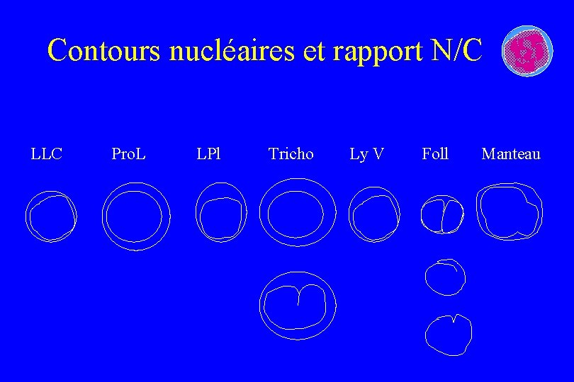 Contours nucléaires et rapport N/C LLC Pro. L LPl Tricho Ly V Foll Manteau