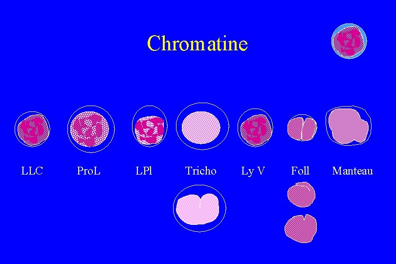 Chromatine LLC Pro. L LPl Tricho Ly V Foll Manteau 