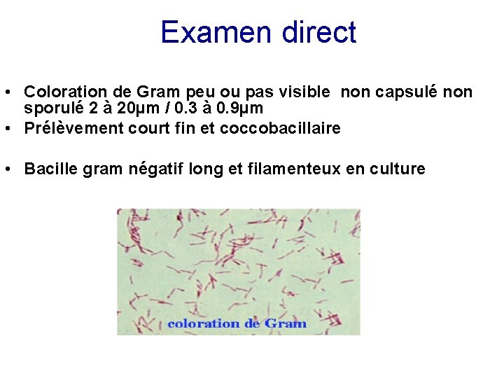 Examen direct • Coloration de Gram peu ou pas visible non capsulé non sporulé