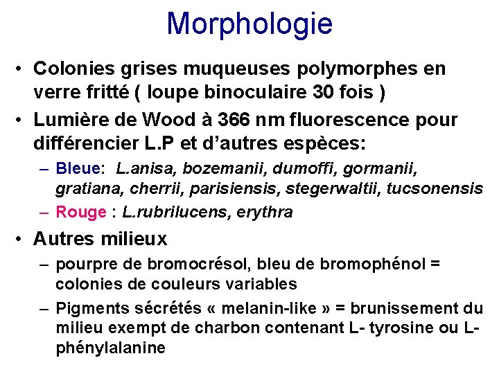 Morphologie • Colonies grises muqueuses polymorphes en verre fritté ( loupe binoculaire 30 fois