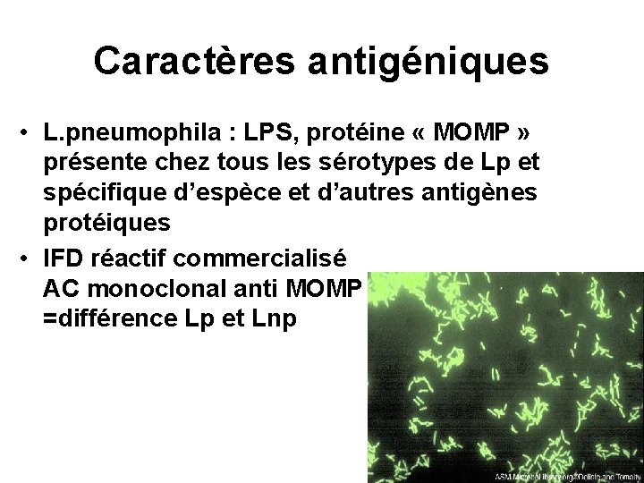 Caractères antigéniques • L. pneumophila : LPS, protéine « MOMP » présente chez tous