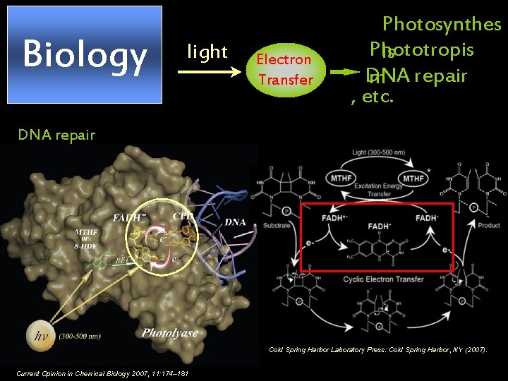 Biology light Electron Transfer Photosynthes Phototropis is DNA repair m , etc. DNA repair
