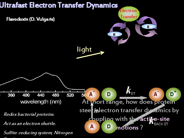 Ultrafast Electron Transfer Dynamics Flavodoxin (D. Vulgaris) Electron Transfer e- e- light A Redox