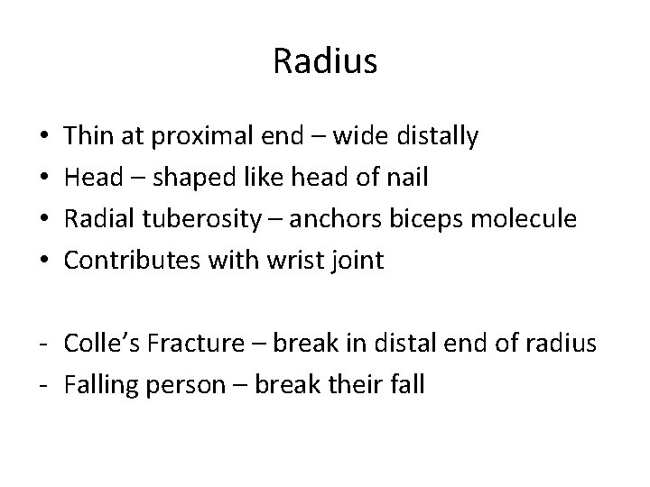 Radius • • Thin at proximal end – wide distally Head – shaped like