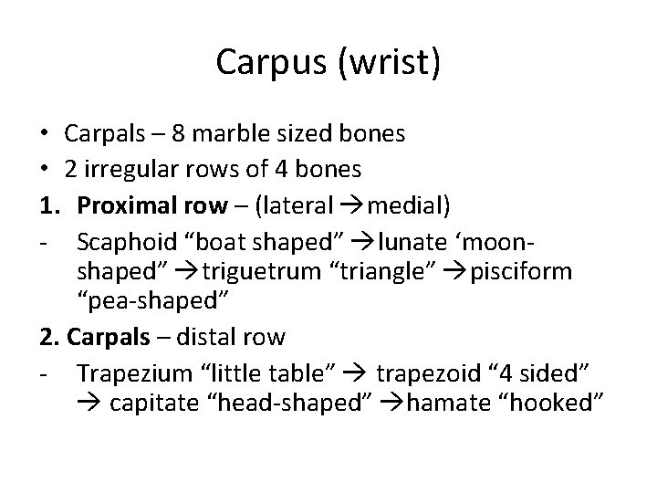 Carpus (wrist) • Carpals – 8 marble sized bones • 2 irregular rows of