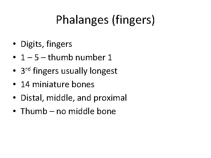 Phalanges (fingers) • • • Digits, fingers 1 – 5 – thumb number 1