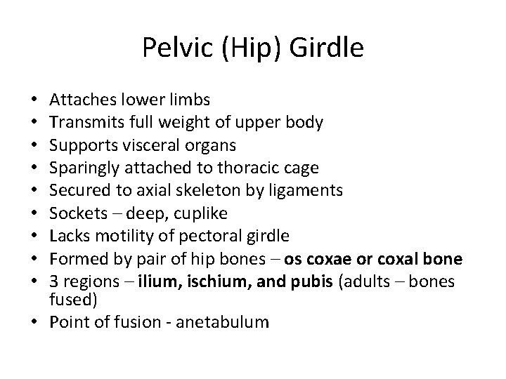 Pelvic (Hip) Girdle Attaches lower limbs Transmits full weight of upper body Supports visceral