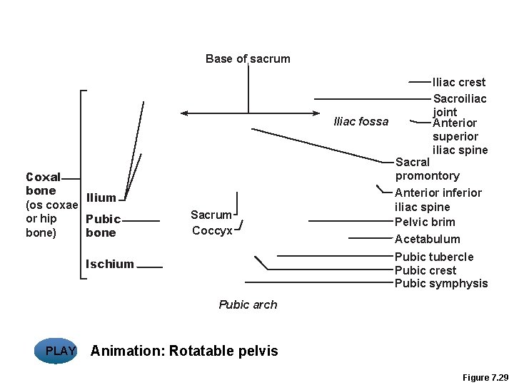 Base of sacrum Iliac fossa Coxal bone llium (os coxae or hip Pubic bone)