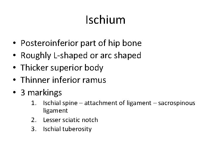 Ischium • • • Posteroinferior part of hip bone Roughly L-shaped or arc shaped