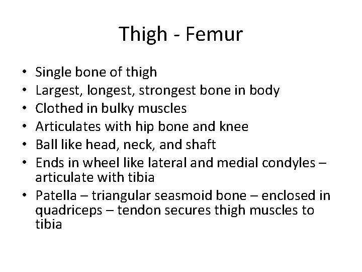 Thigh - Femur Single bone of thigh Largest, longest, strongest bone in body Clothed