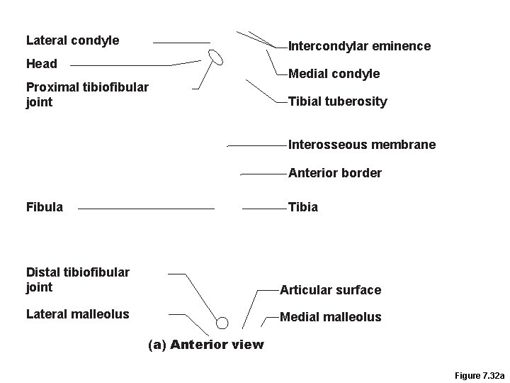 Lateral condyle Intercondylar eminence Head Proximal tibiofibular joint Medial condyle Tibial tuberosity Interosseous membrane