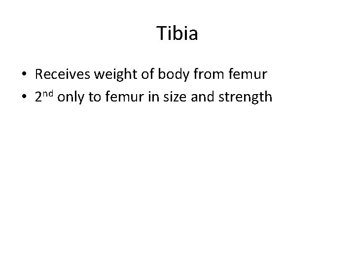 Tibia • Receives weight of body from femur • 2 nd only to femur