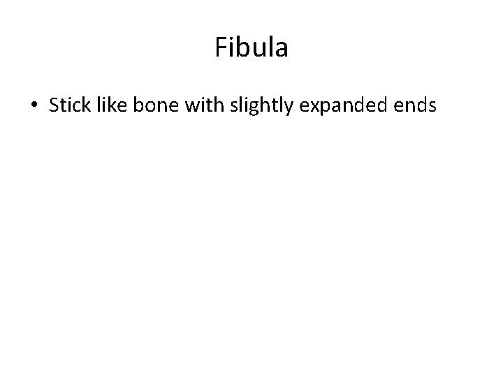 Fibula • Stick like bone with slightly expanded ends 