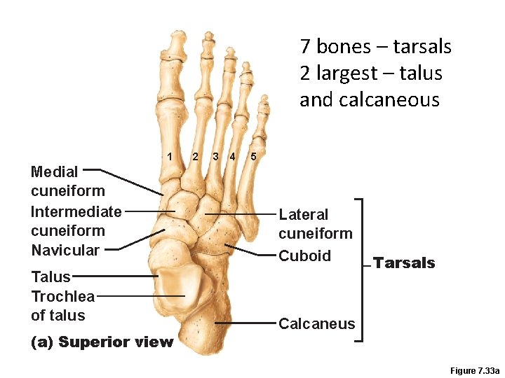 7 bones – tarsals 2 largest – talus and calcaneous 1 Medial cuneiform Intermediate