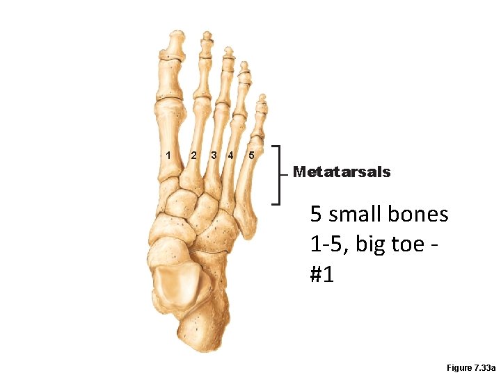 1 2 3 4 5 Metatarsals 5 small bones 1 -5, big toe #1