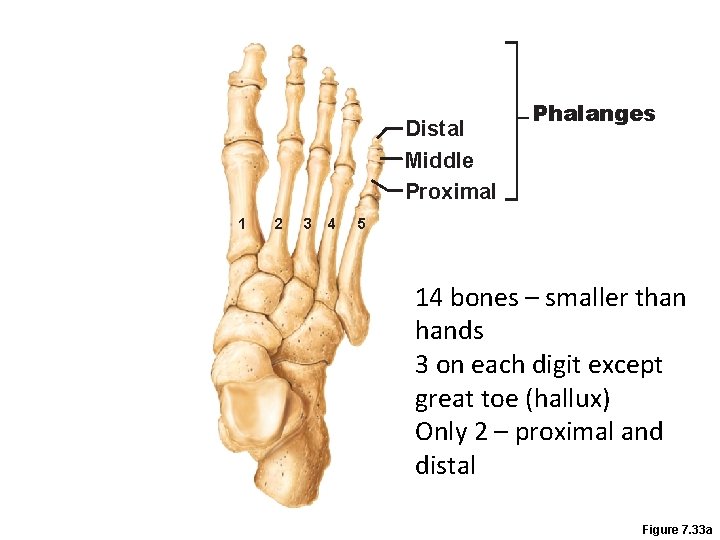 Distal Middle Proximal 1 2 3 4 Phalanges 5 14 bones – smaller than