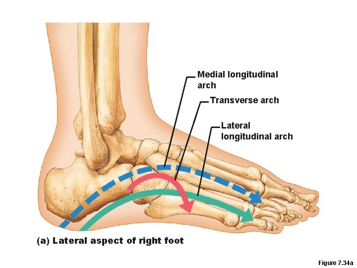 Medial longitudinal arch Transverse arch Lateral longitudinal arch (a) Lateral aspect of right foot
