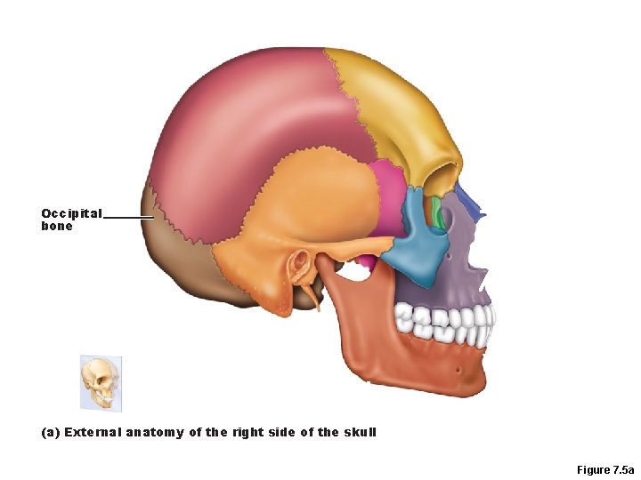 Occipital bone (a) External anatomy of the right side of the skull Figure 7.