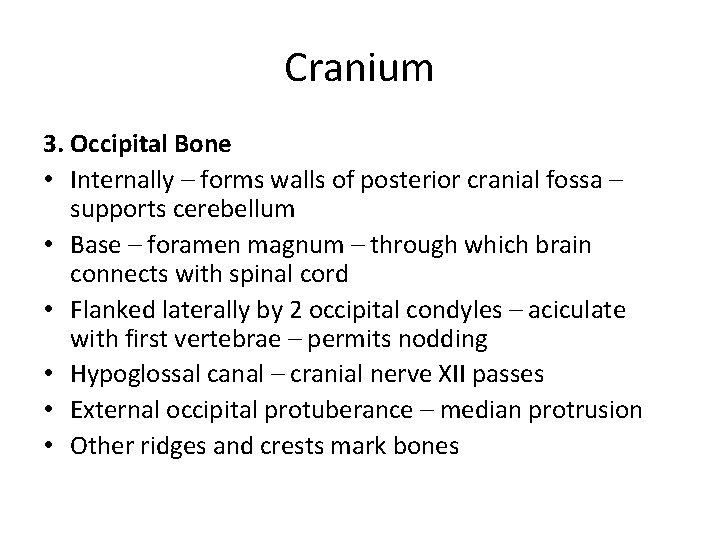 Cranium 3. Occipital Bone • Internally – forms walls of posterior cranial fossa –