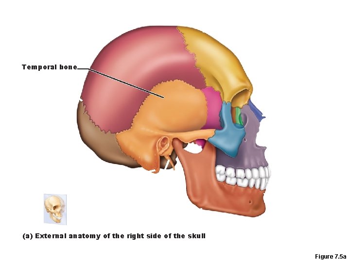 Temporal bone (a) External anatomy of the right side of the skull Figure 7.