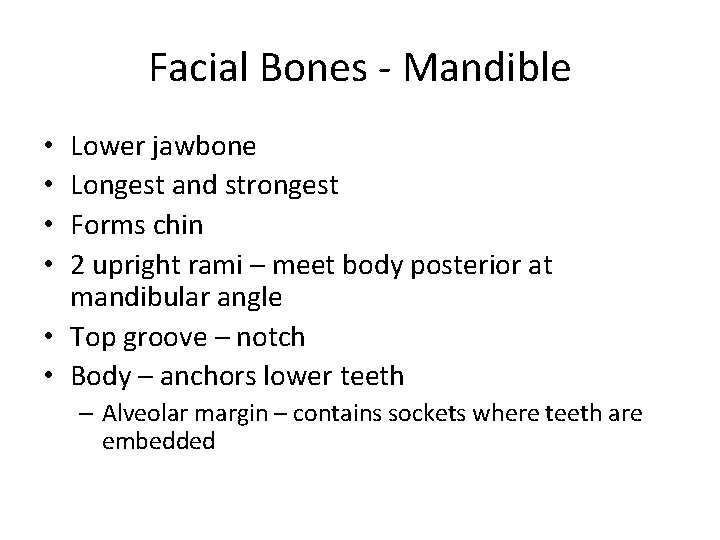 Facial Bones - Mandible Lower jawbone Longest and strongest Forms chin 2 upright rami