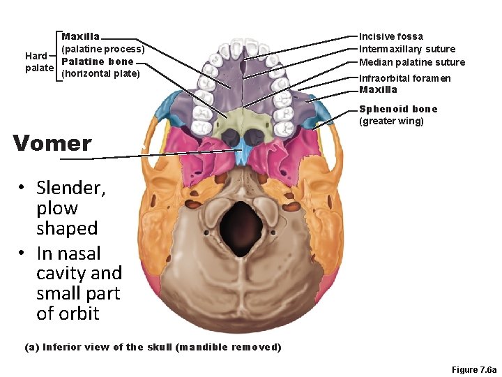 Maxilla (palatine process) Hard Palatine bone palate (horizontal plate) Vomer Incisive fossa Intermaxillary suture