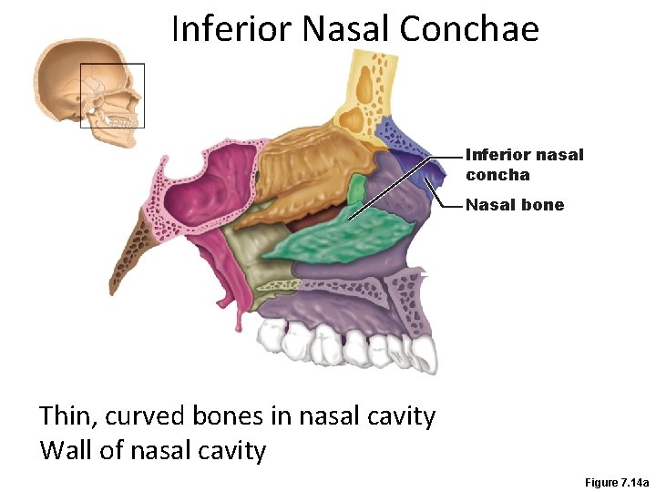 Inferior Nasal Conchae Inferior nasal concha Nasal bone Thin, curved bones in nasal cavity