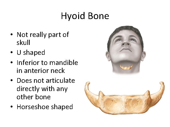 Hyoid Bone • Not really part of skull • U shaped • Inferior to
