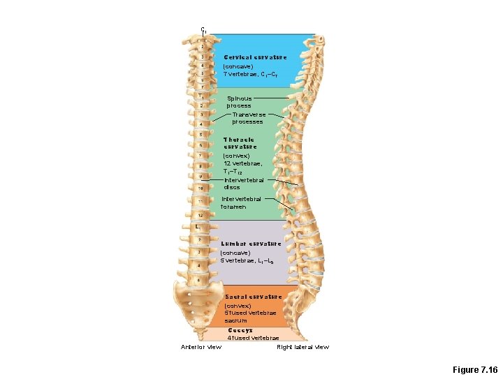 C 1 Cervical curvature (concave) 7 vertebrae, C 1–C 7 Spinous process Transverse processes
