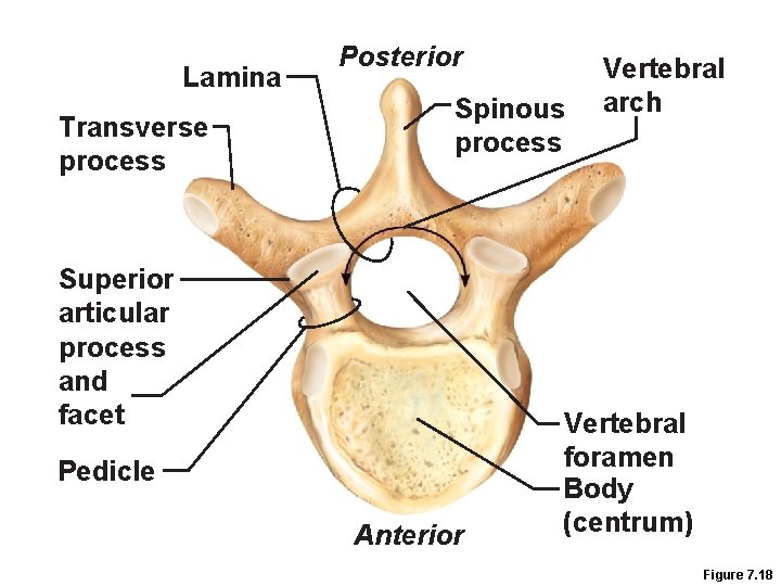 Lamina Transverse process Posterior Spinous process Superior articular process and facet Pedicle Anterior Vertebral