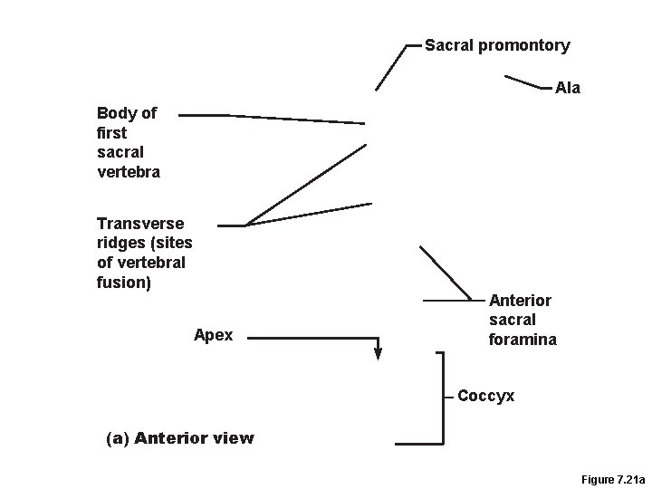 Sacral promontory Ala Body of first sacral vertebra Transverse ridges (sites of vertebral fusion)