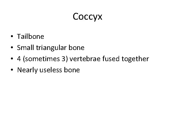 Coccyx • • Tailbone Small triangular bone 4 (sometimes 3) vertebrae fused together Nearly