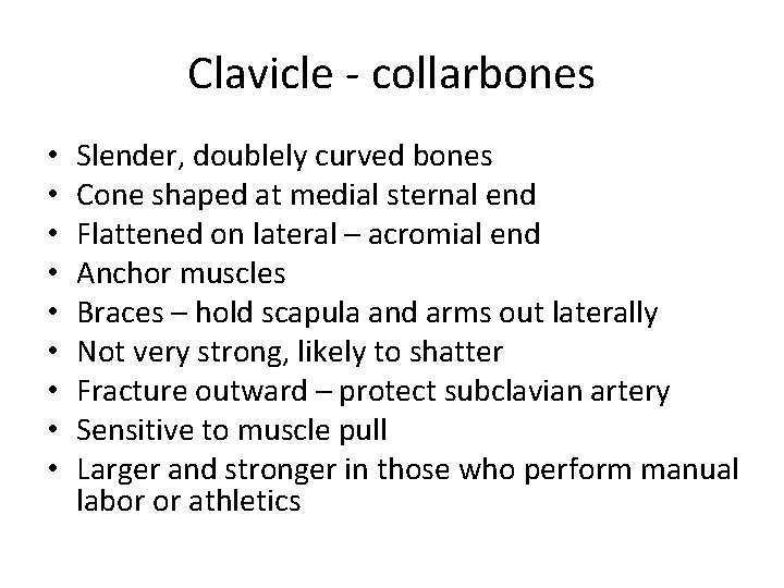 Clavicle - collarbones • • • Slender, doublely curved bones Cone shaped at medial