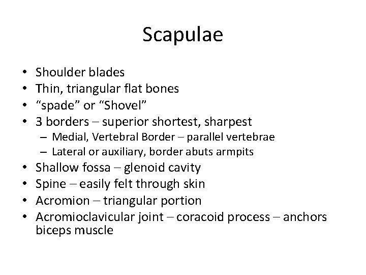 Scapulae • • Shoulder blades Thin, triangular flat bones “spade” or “Shovel” 3 borders