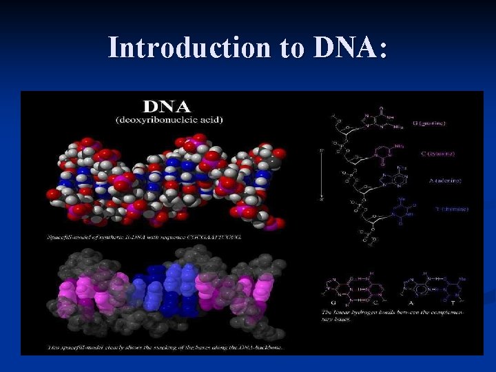 Introduction to DNA: n The life’s molecule: 