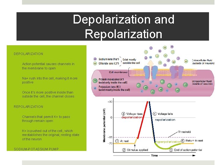 Depolarization and Repolarization DEPOLARIZATION 1. Action potential causes channels in the membrane to open