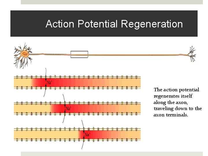 Action Potential Regeneration The action potential regenerates itself along the axon, traveling down to