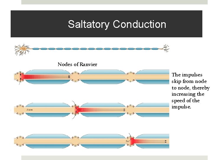 Saltatory Conduction Nodes of Ranvier The impulses skip from node to node, thereby increasing