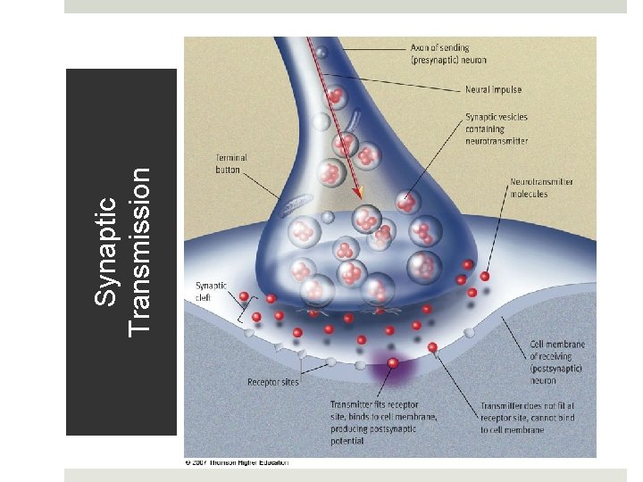 Synaptic Transmission 