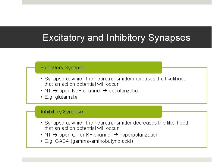 Excitatory and Inhibitory Synapses Excitatory Synapse • Synapse at which the neurotransmitter increases the