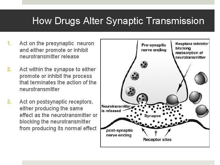 How Drugs Alter Synaptic Transmission 1. Act on the presynaptic neuron and either promote